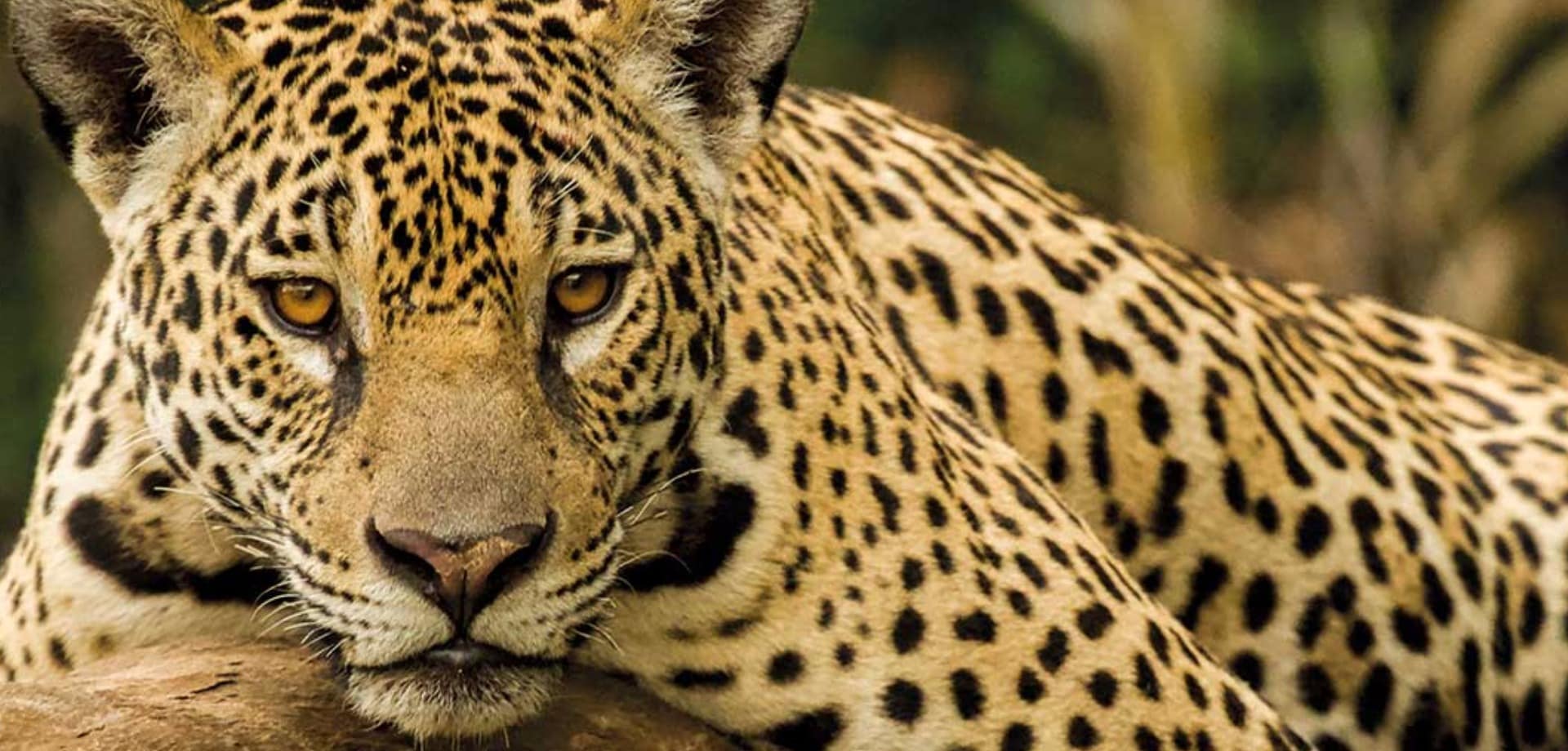 Onça do Pantanal